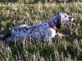 Setter Anglais BIANCA DE LA PLUME DU PÉVÈLE